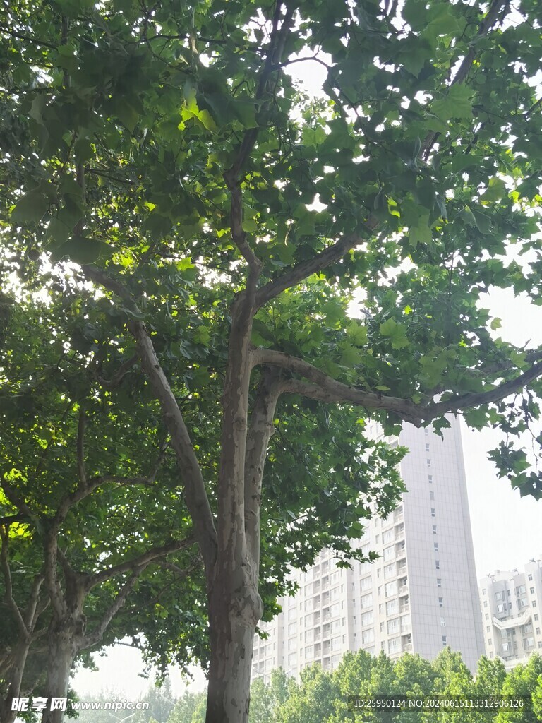 树杆