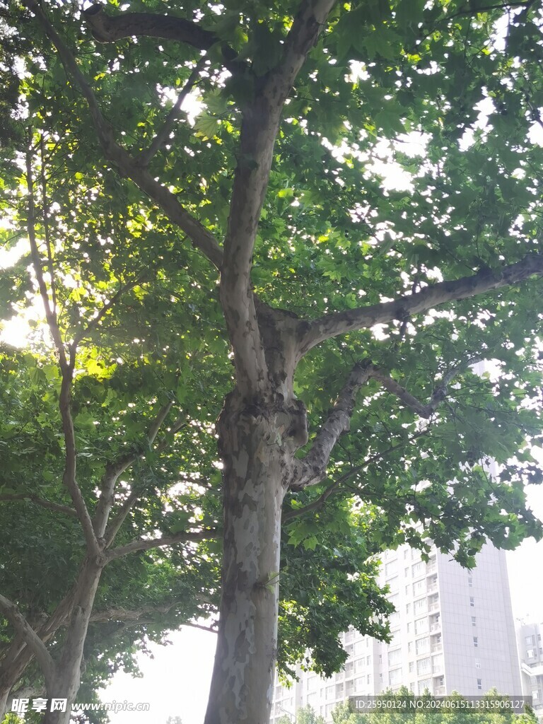 树杆