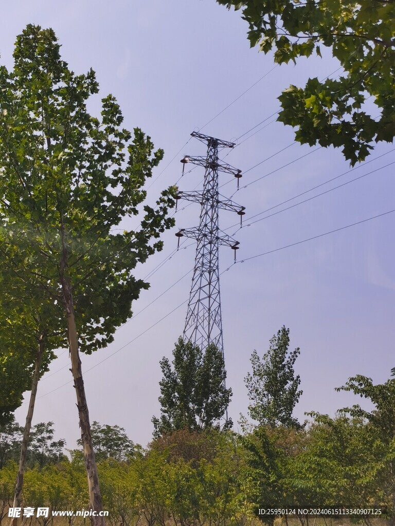绿树高压架