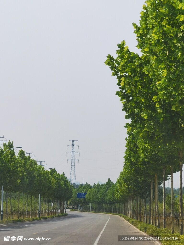 绿树公路