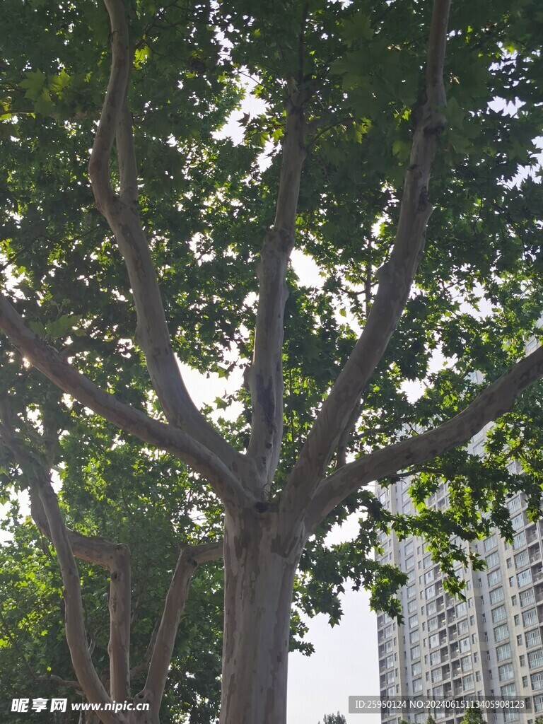 树杆
