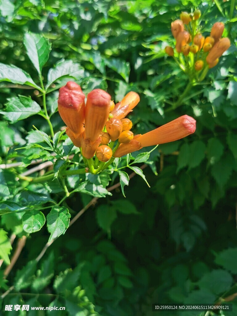 凌霄