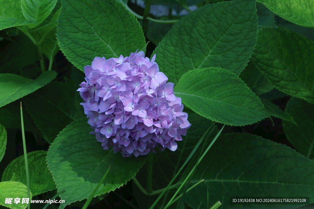 绣球花  