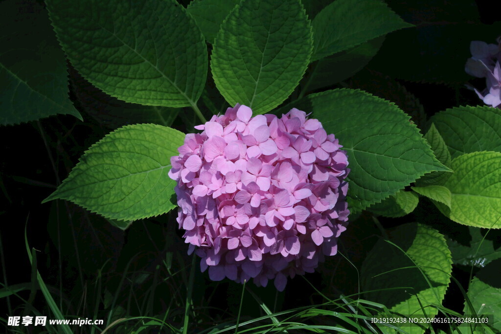 绣球花  