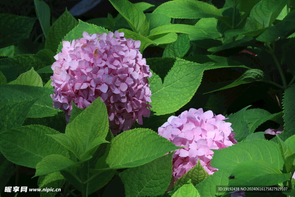 绣球花 