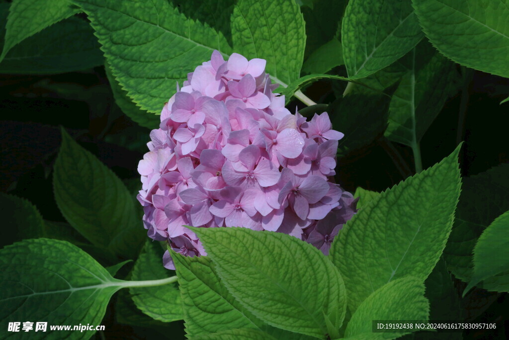 绣球花 