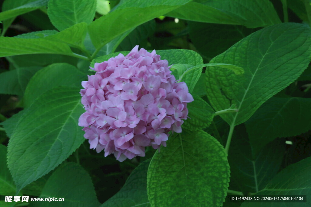 绣球花  