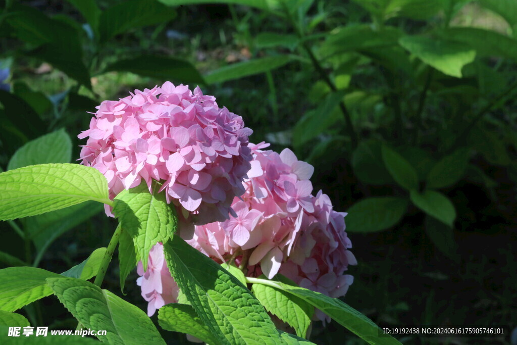 绣球花 