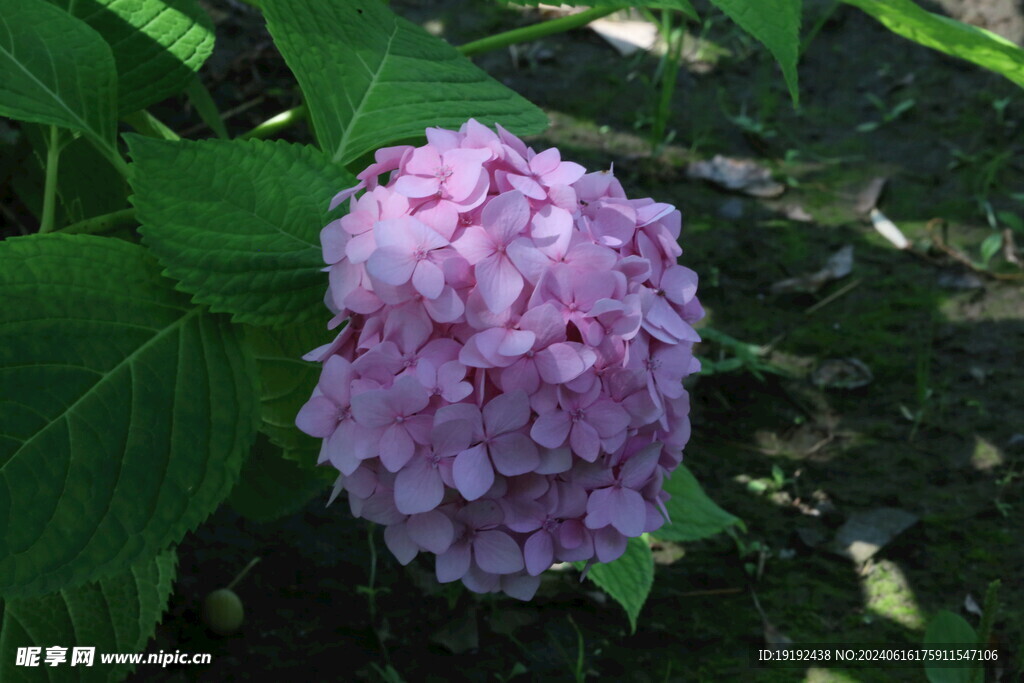 绣球花  