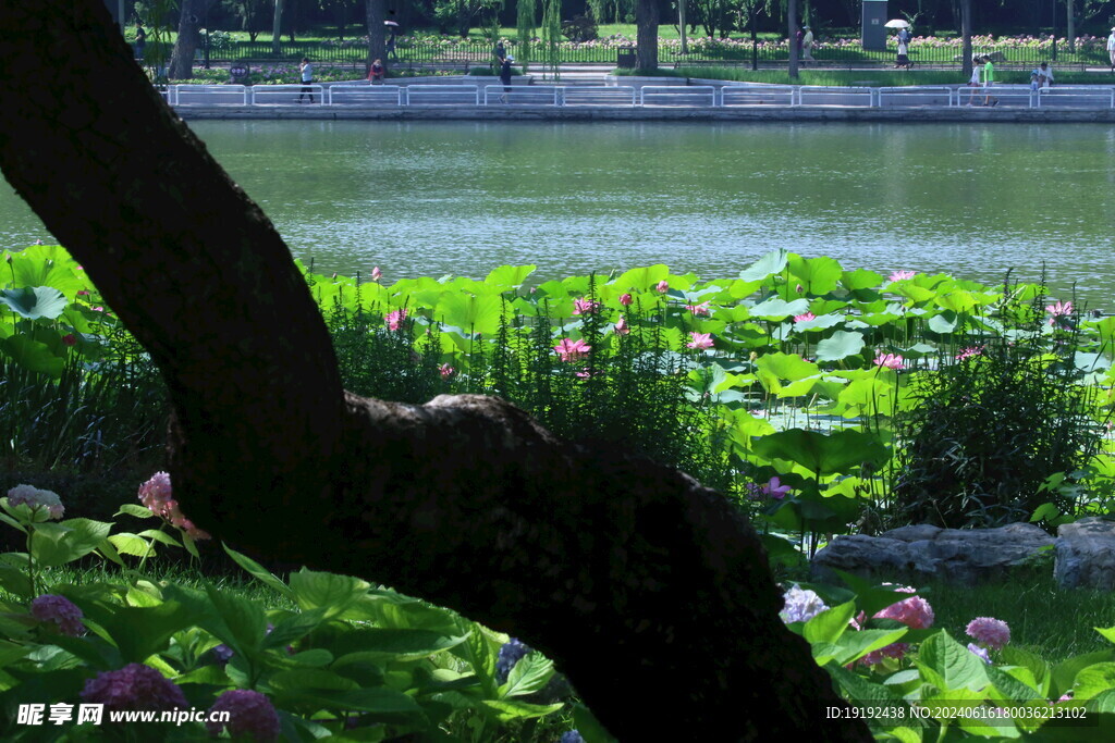公园风景  