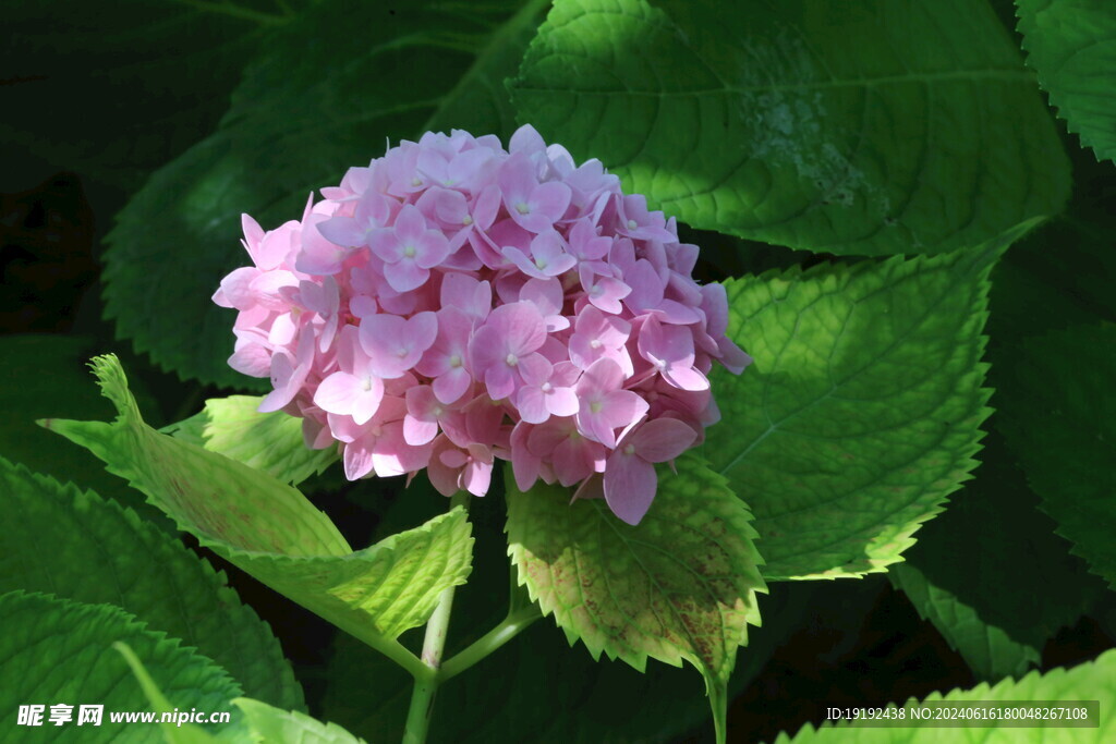 绣球花 