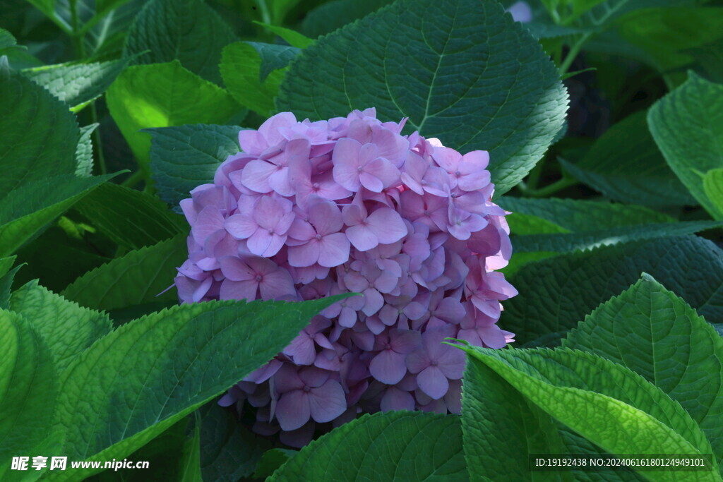 绣球花  