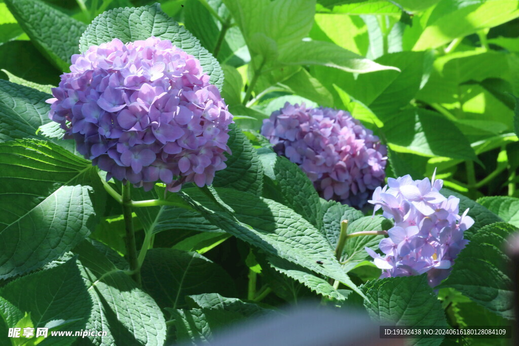 绣球花  