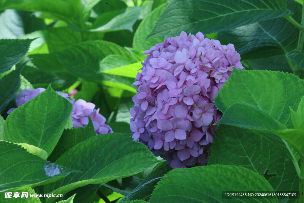绣球花  