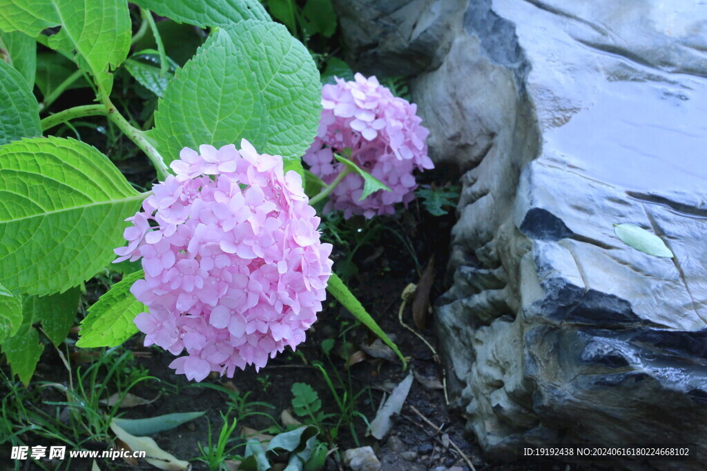 绣球花 