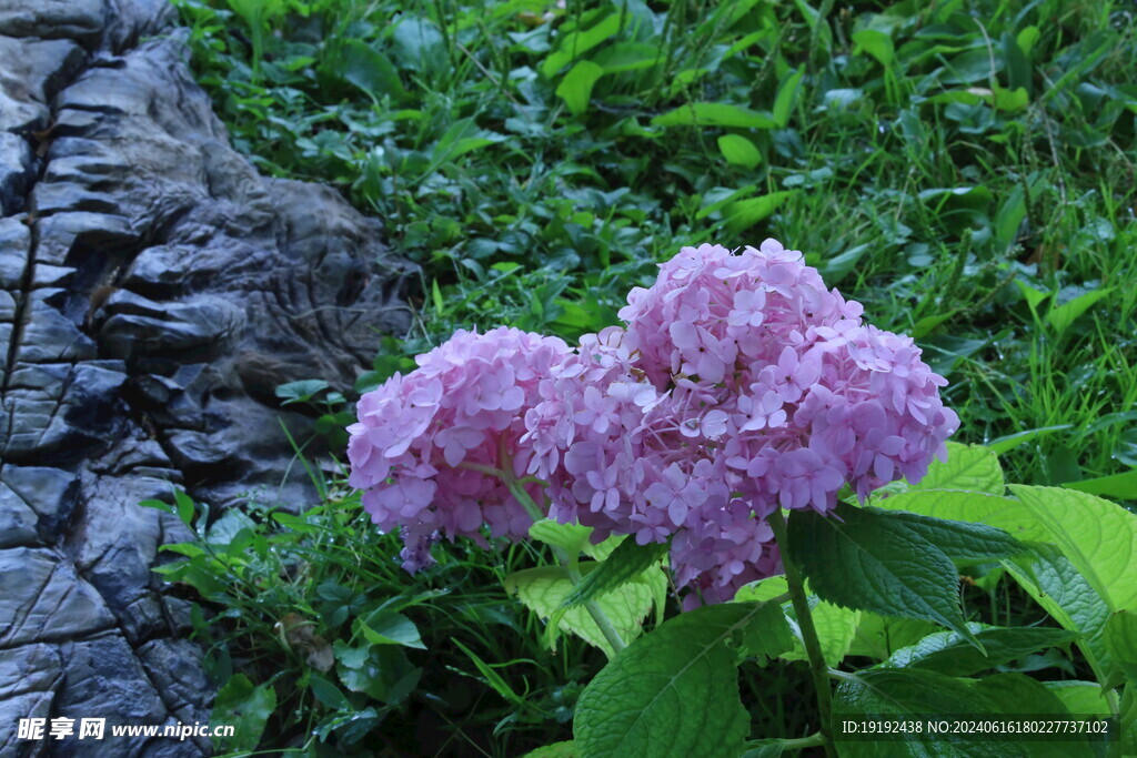 绣球花  