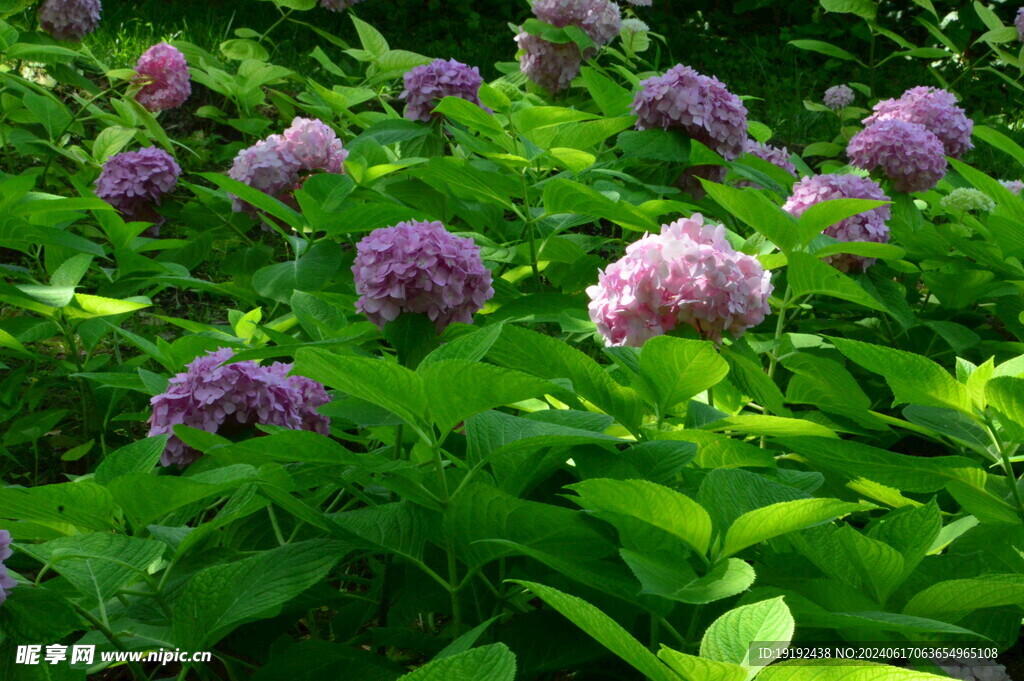 绣球花 