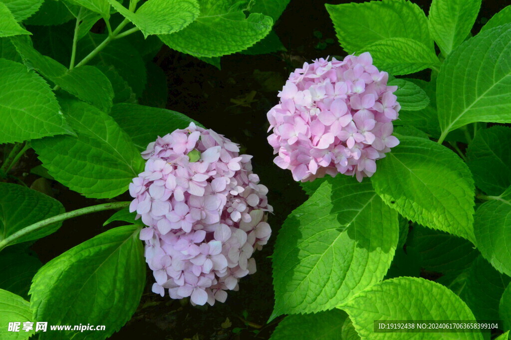 绣球花  