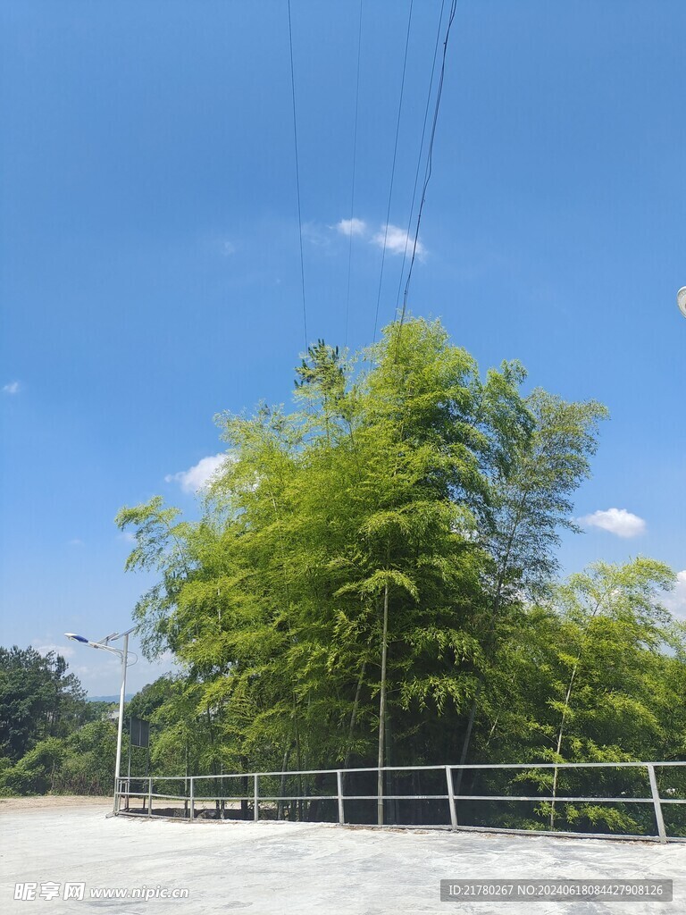 竹林