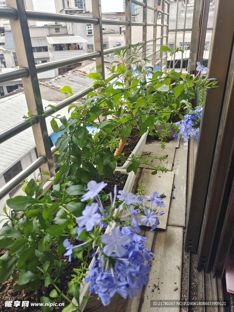 蓝雪花
