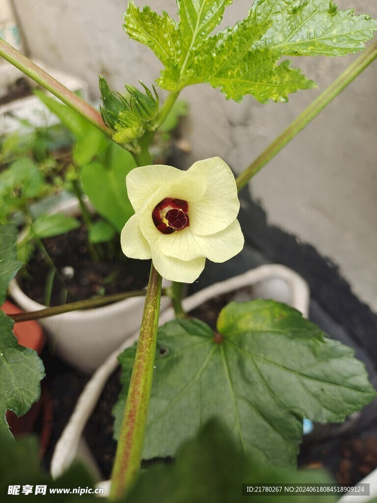 秋葵花
