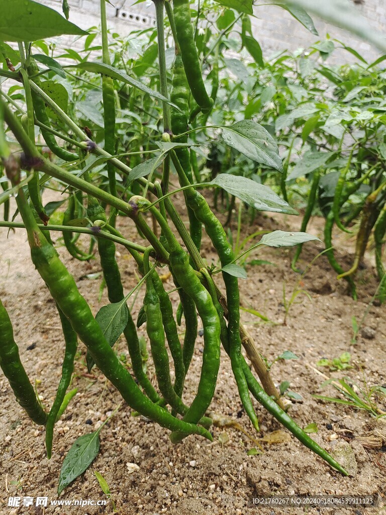 线椒