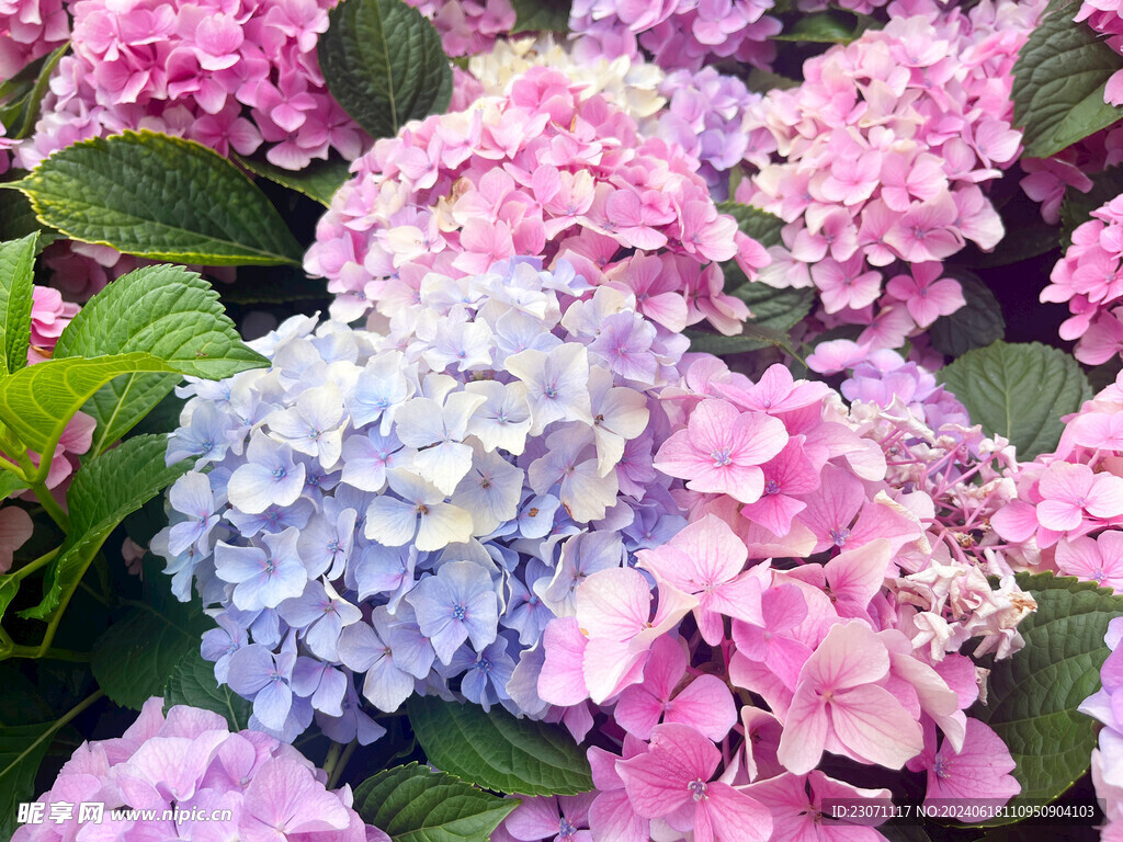 绣球花