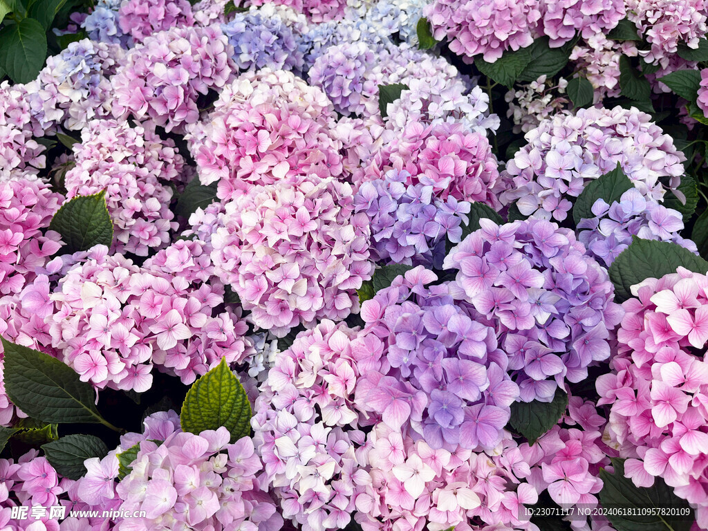 绣球花
