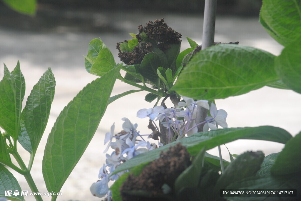 绣球花