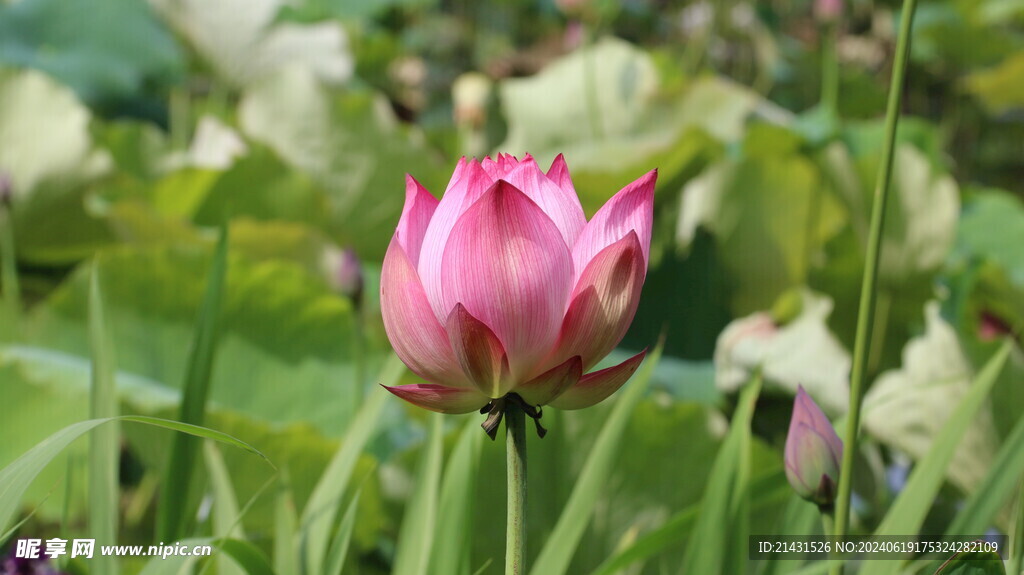 荷花