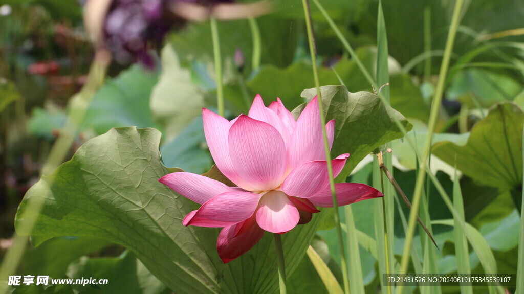 荷花