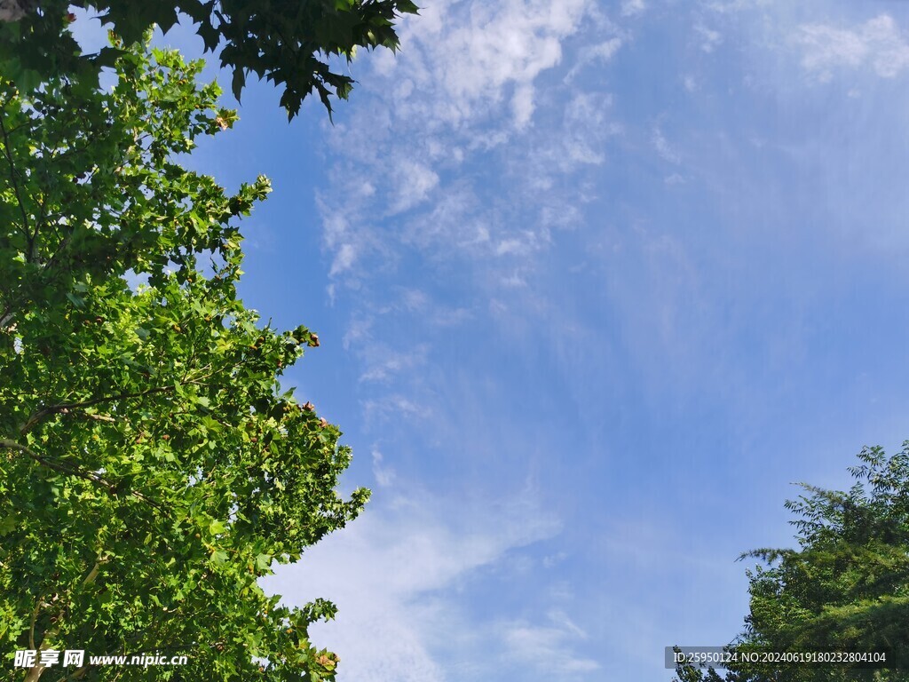 绿叶兰天
