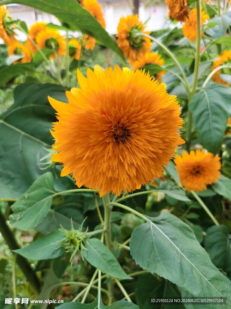 向日葵