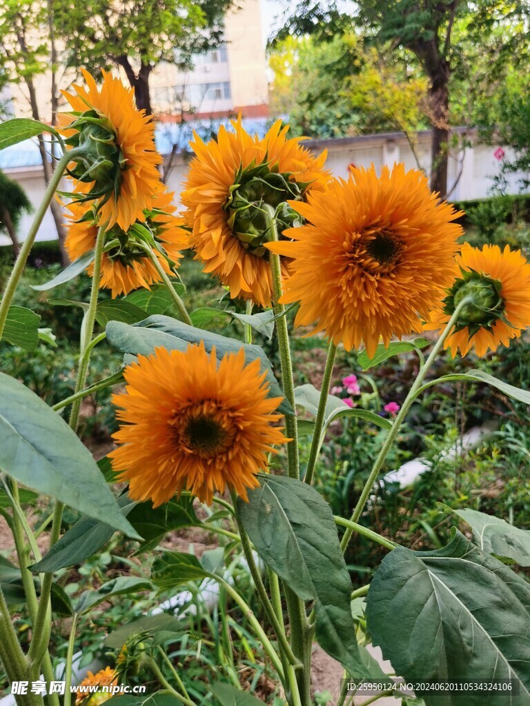 向日葵