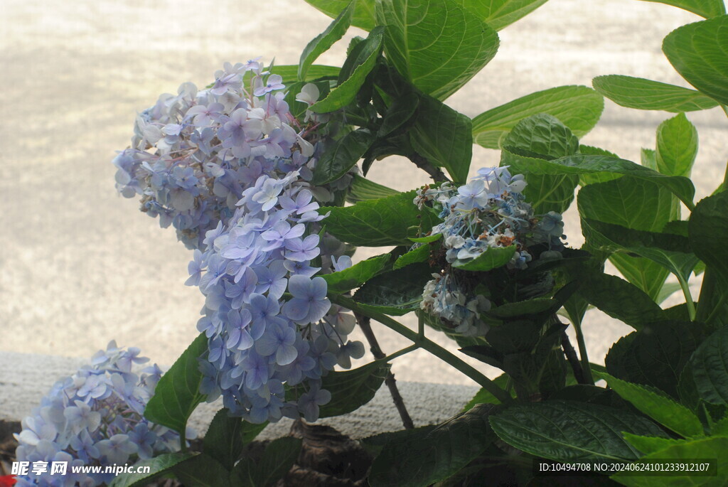 绣球龙船花