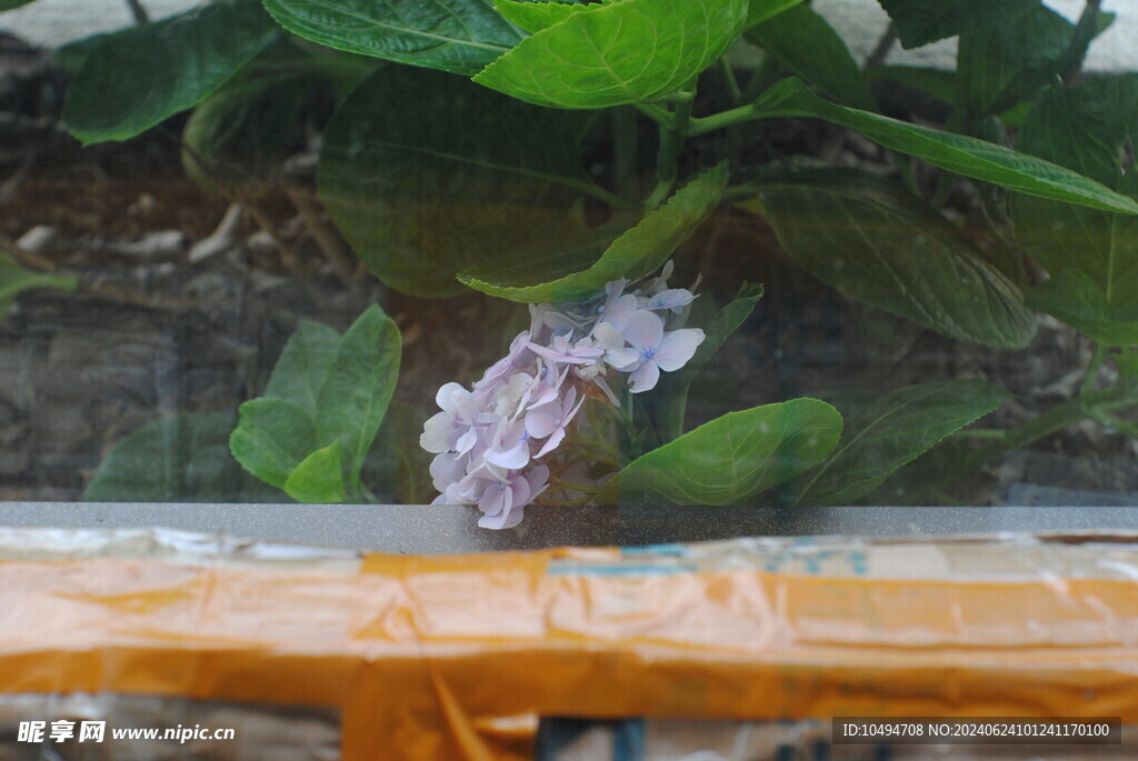绣球花