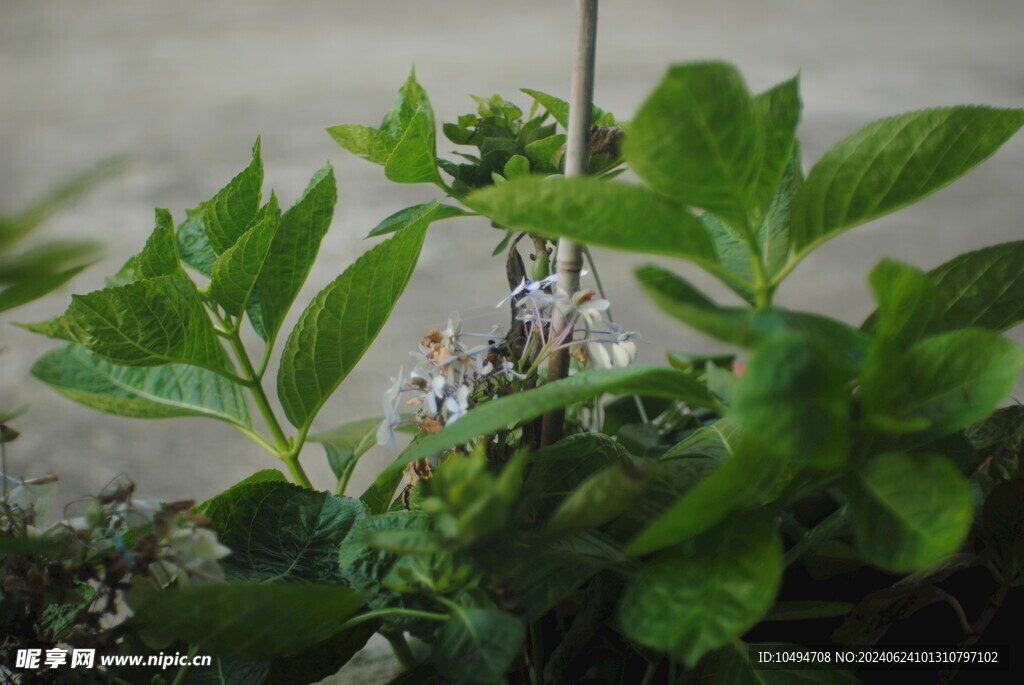 盆栽花草