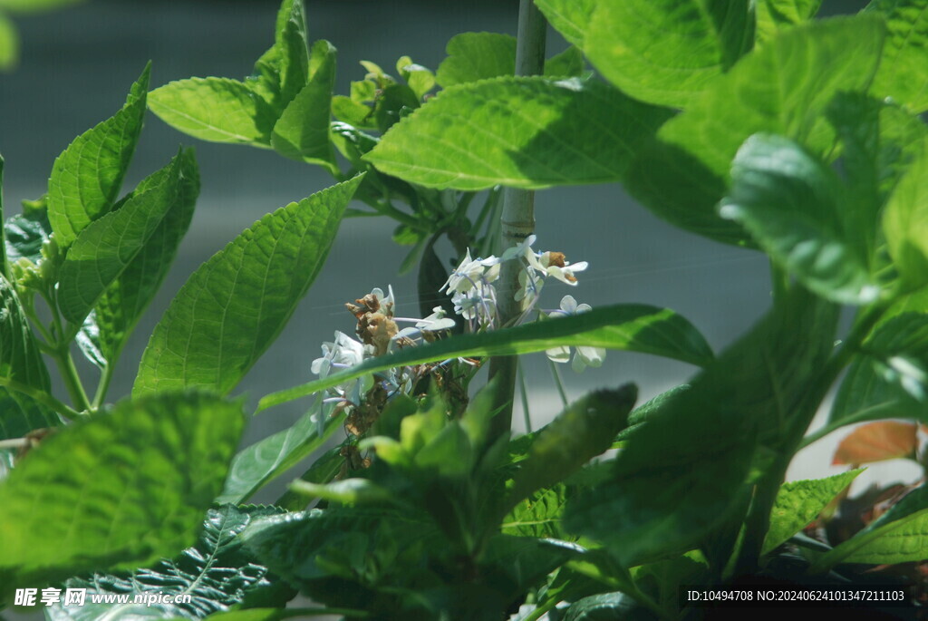 花草绿叶