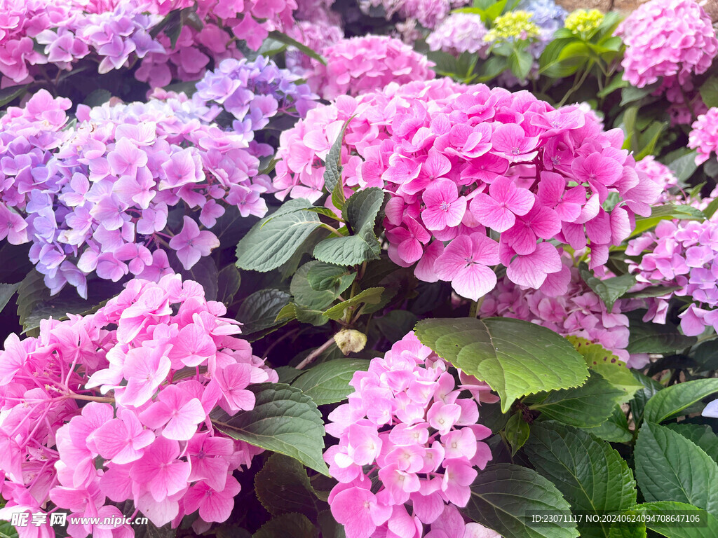 绣球花