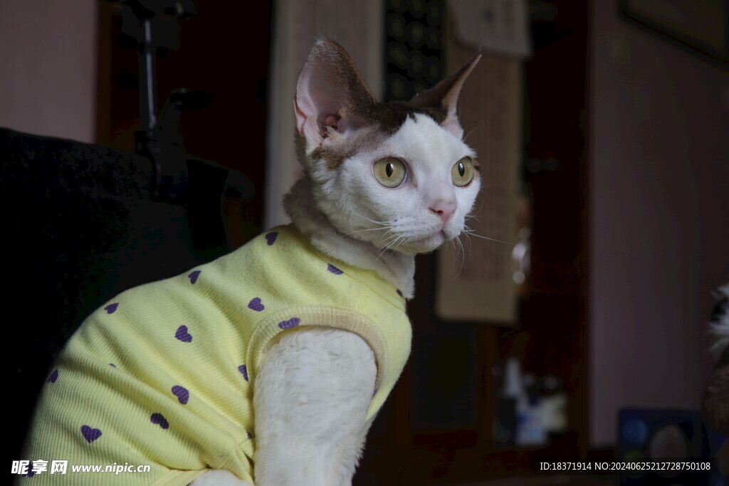 小猫德文