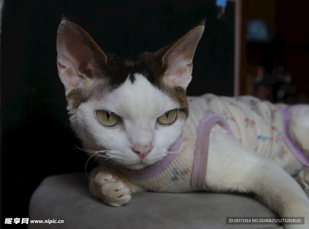 小猫德文