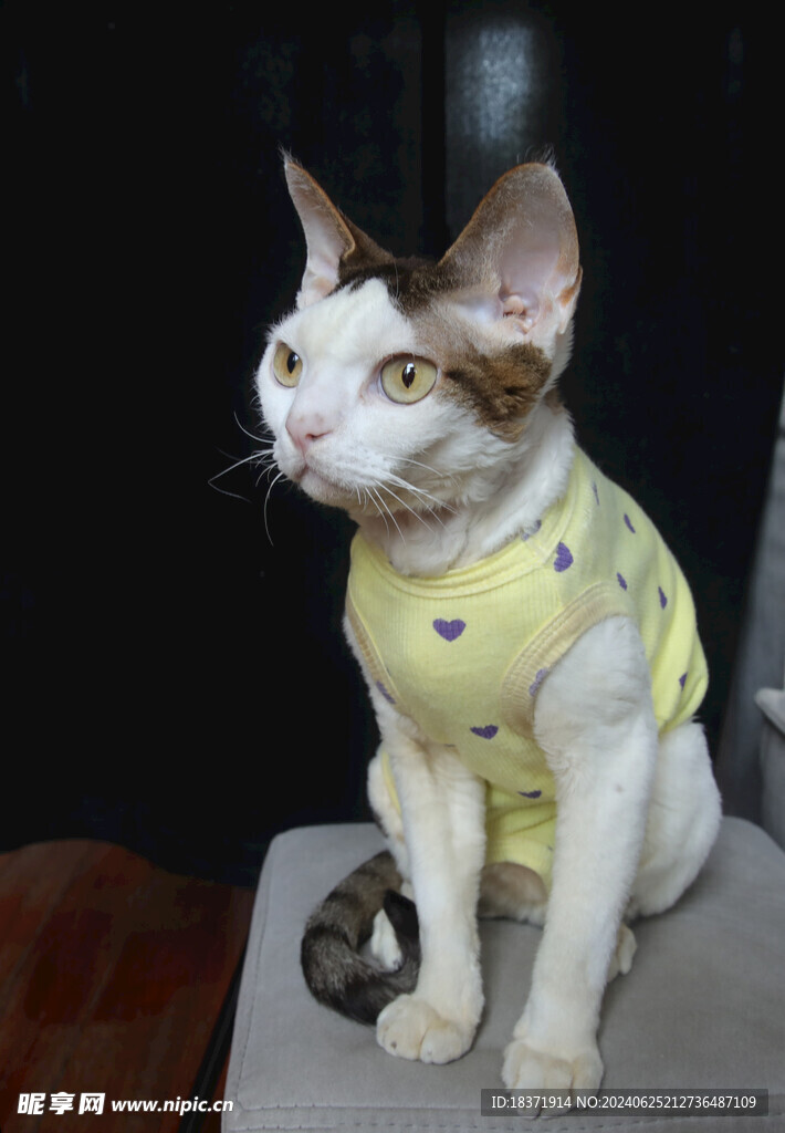 小猫德文