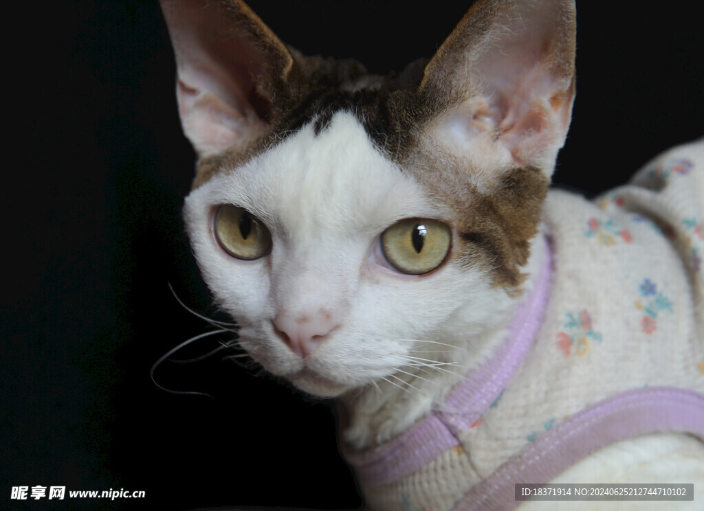 小猫德文