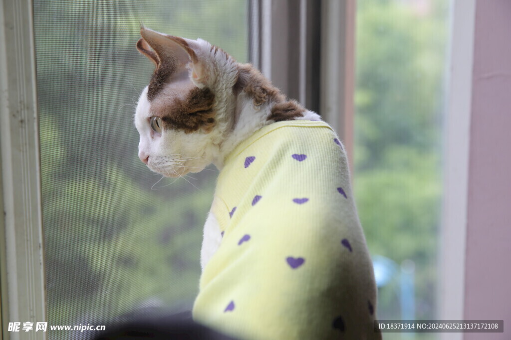 小猫德文