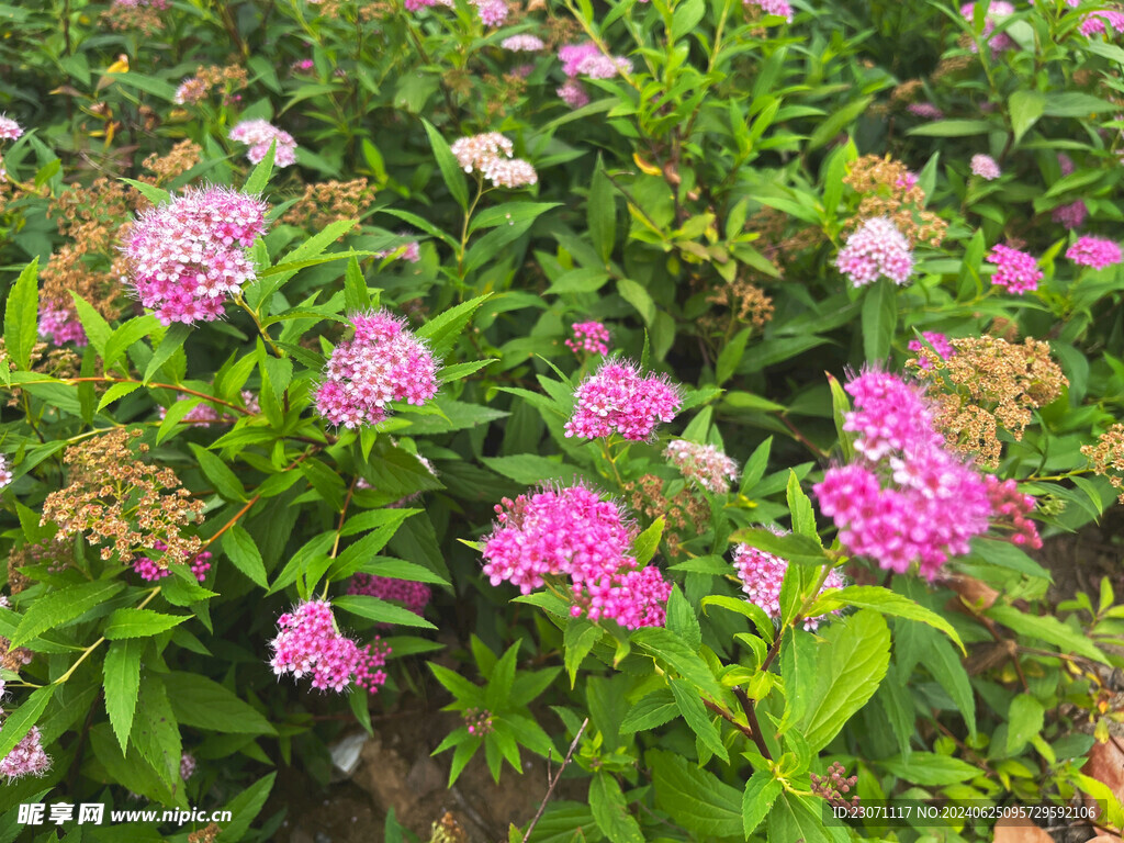 粉花绣线菊
