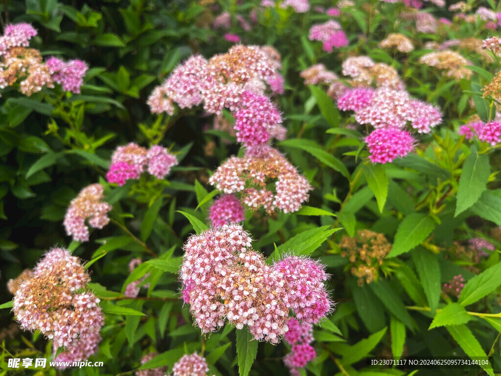 粉花绣线菊
