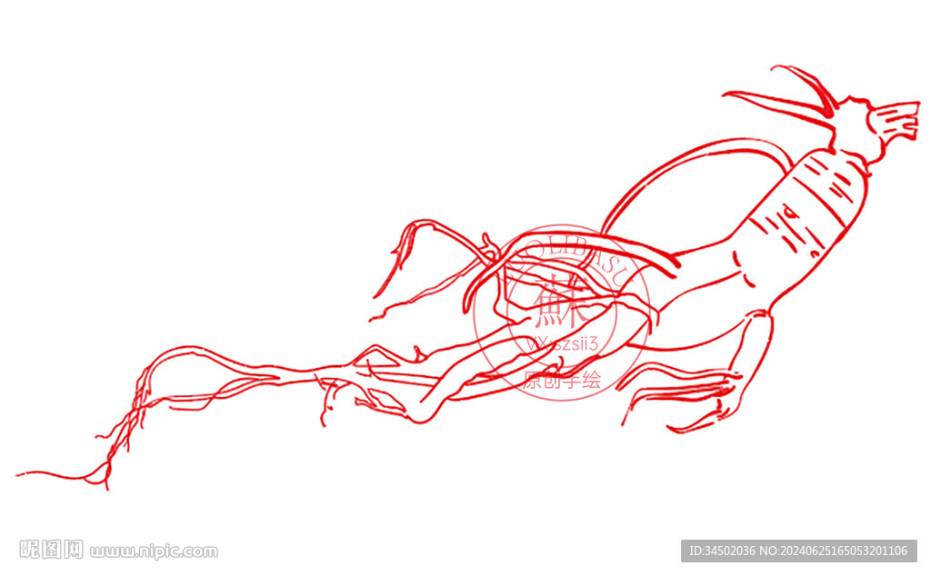 原创手绘人参线条矢量插画