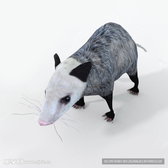 C4D模型 老鼠