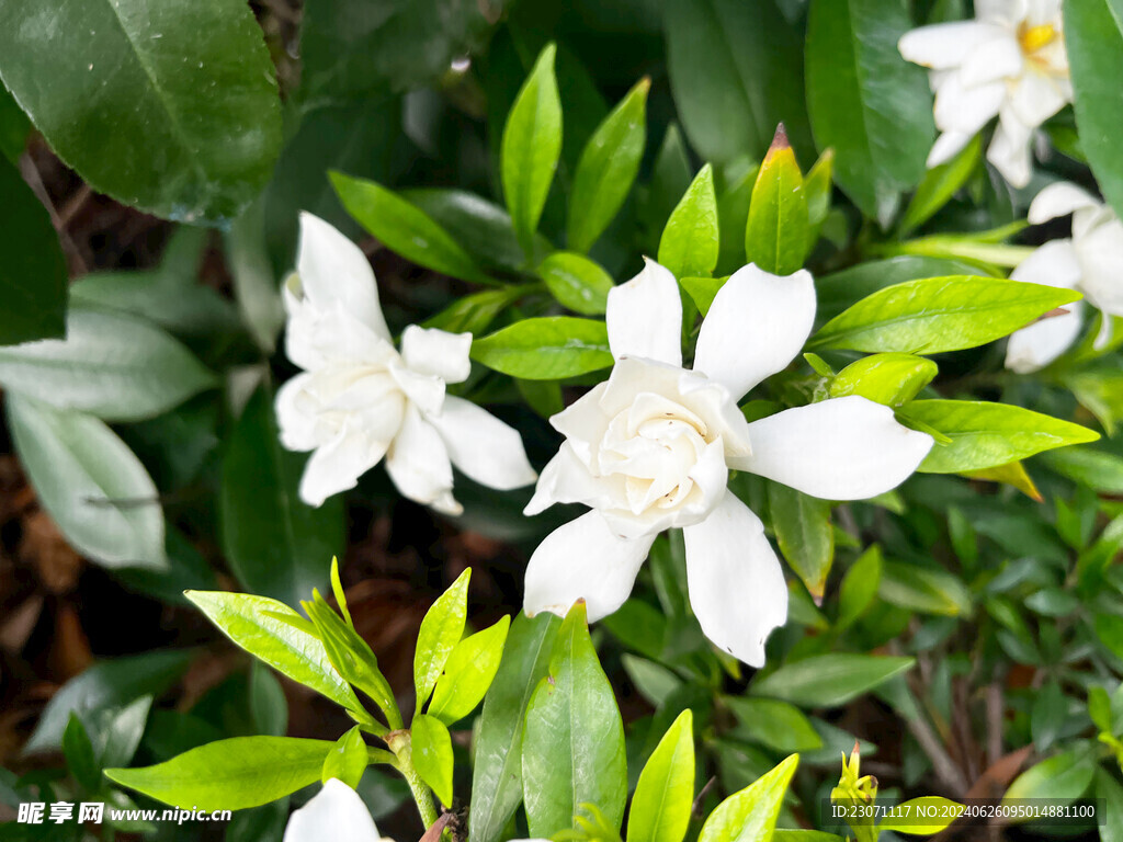 栀子花