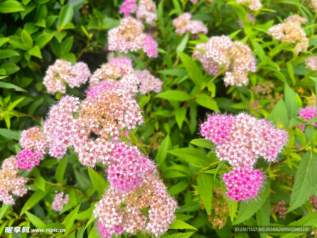 粉花绣线菊 